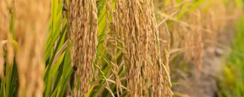 恒丰优兆和丝苗水稻种子介绍，综合防治病虫害