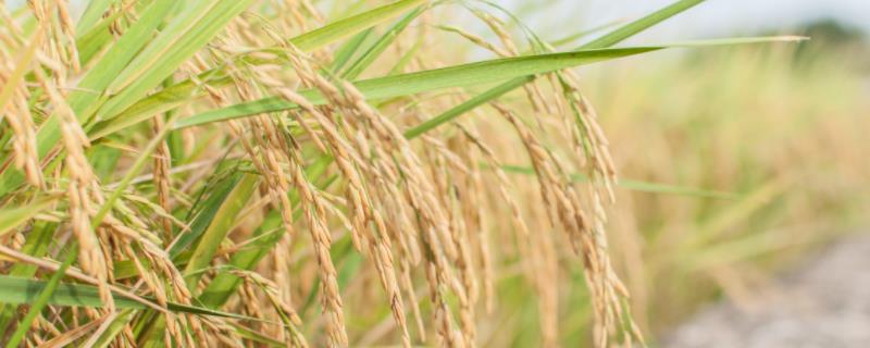 川久香糯水稻种子特征特性，该品种基部叶叶鞘绿色