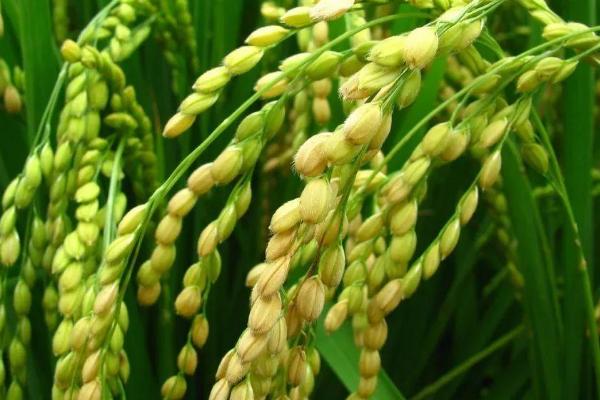 冈优455水稻品种简介，米质达到酿酒稻品种品质标准