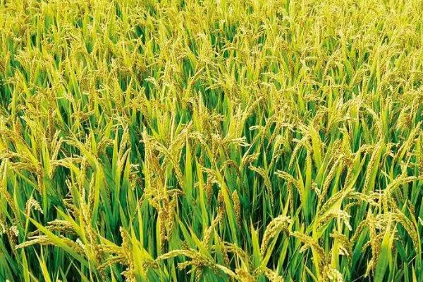 冈优455水稻品种简介，米质达到酿酒稻品种品质标准