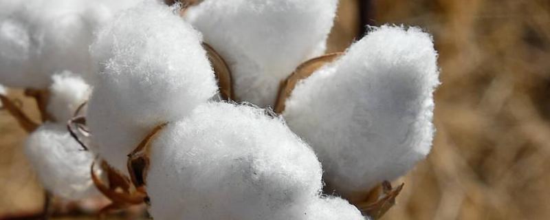 中棉所157棉花品种的特性，高抗红铃虫
