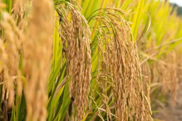 千乡优珍酿水稻种简介，米质达到酿酒稻品种品质标准