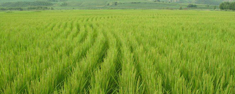 雅优蓁禾水稻种简介，综合防治病虫害