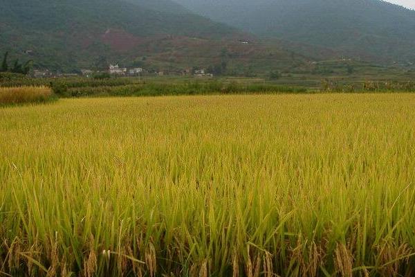 雅优蓁禾水稻种简介，综合防治病虫害