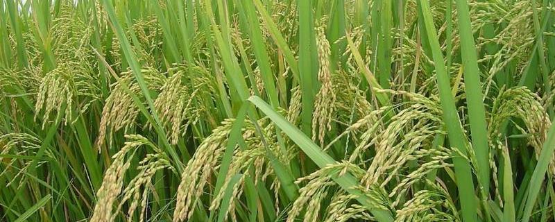 蜀优330水稻种子特征特性，该品种基部叶叶鞘绿色