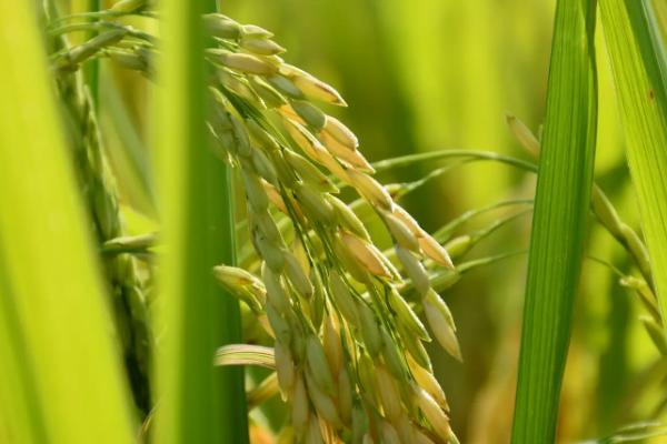 宜香优1621水稻种子介绍，该品种基部叶叶鞘绿色