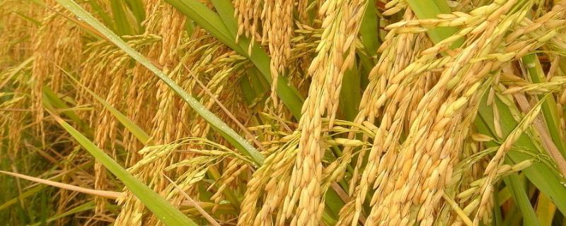 花香优781水稻品种的特性，该品种基部叶叶鞘绿色