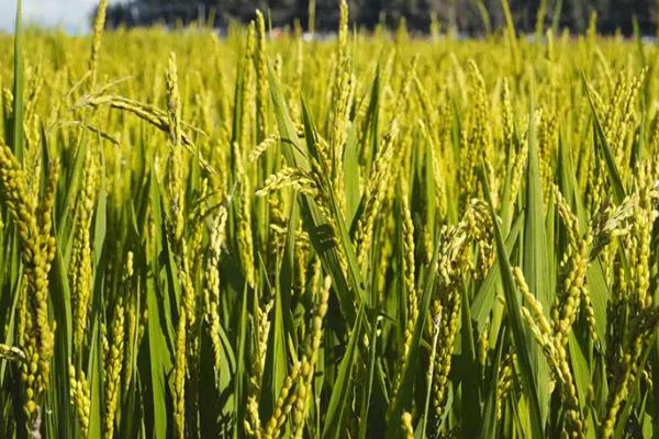 瑞优臻禾水稻种子特点，该品种基部叶叶鞘绿色