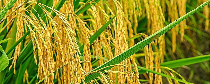 花优868水稻品种的特性，该品种基部叶叶鞘绿色