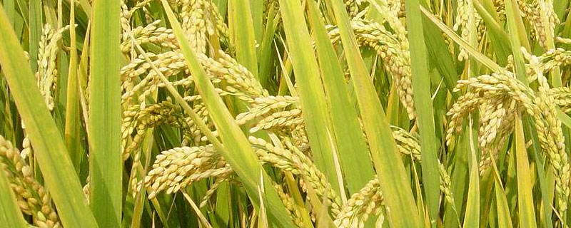蜜优308水稻种子简介，该品种基部叶叶鞘绿色