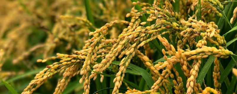 千乡优906水稻品种的特性，该品种基部叶叶鞘绿色