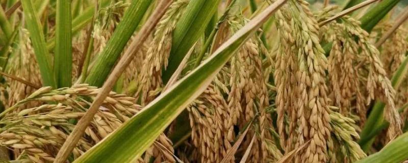 玉龙优1904水稻种子简介，该品种基部叶叶鞘绿色