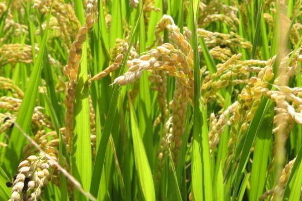 川优8025水稻品种简介，该品种基部叶叶鞘绿色