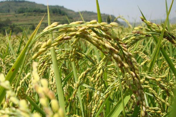 惠和优236水稻种子特点，该品种基部叶叶鞘中等紫色