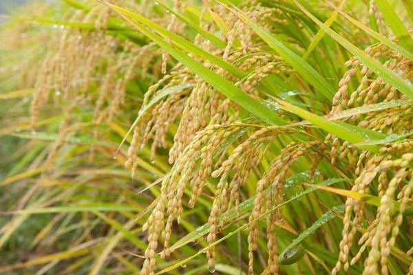 玉龙优1904水稻种子简介，该品种基部叶叶鞘绿色