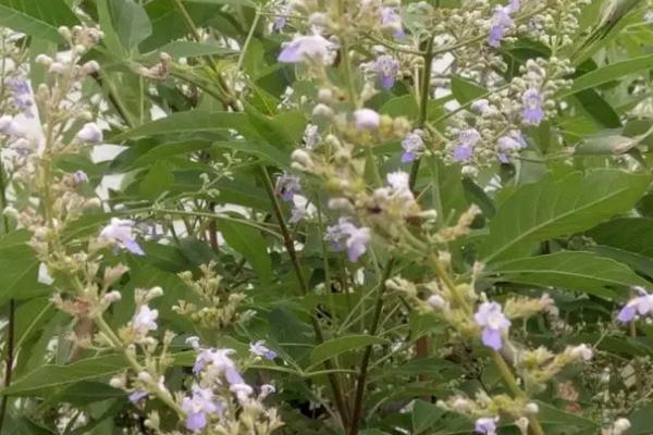 我国主要蜜源植物分布及花期，油菜分布最广