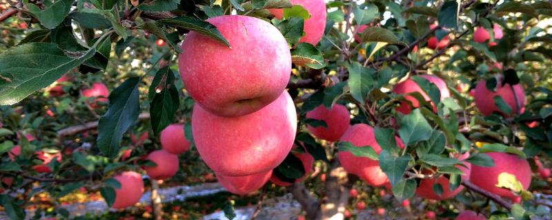 宜川的苹果为什么有名，当地日照充足导致苹果鲜艳含糖高
