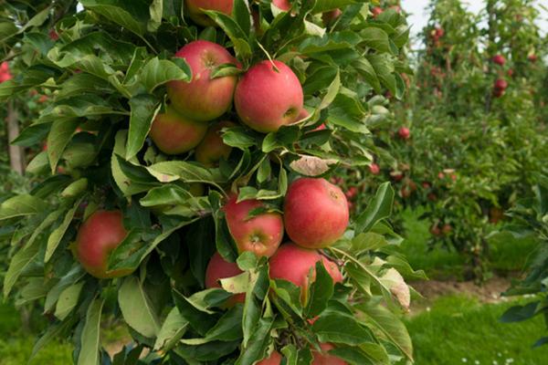 苹果个头小的原因，可能是施肥过剩或病虫害影响等