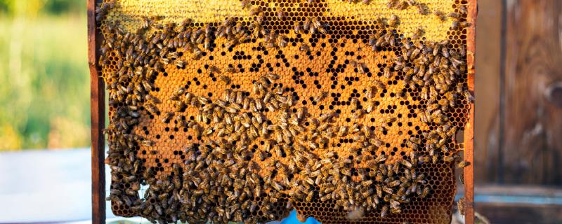 蜜蜂夏季管理技术，应适时进行奖励饲喂