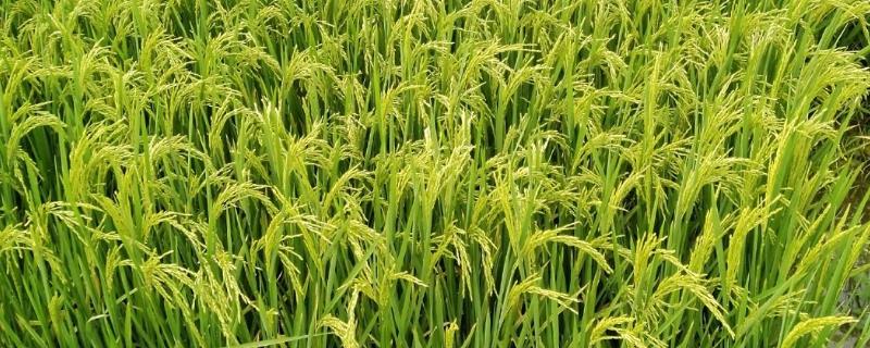 杂交水稻和普通水稻的区别，外稃痕迹、谷壳厚度和谷尖颜色均不同