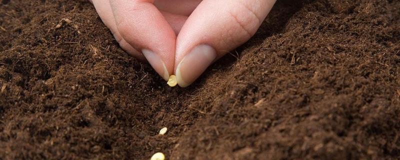 线椒怎么播种，推荐使用沙壤土