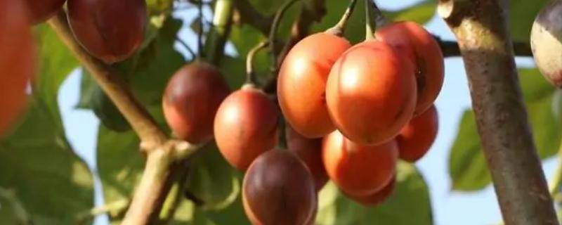什么是番茄树，属于茄科、树番茄属植物