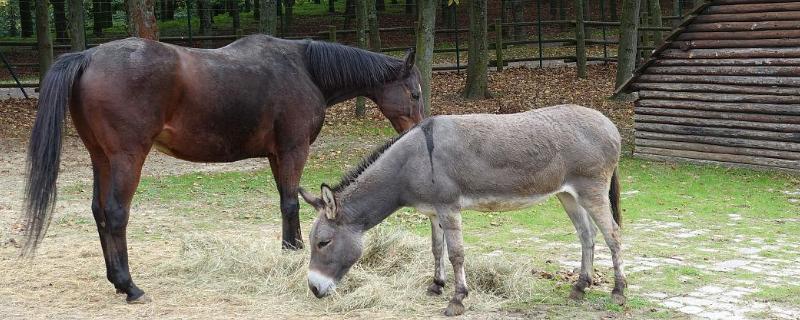 马、驴子和骡子的区别，体型、鬃毛、耳朵、尾巴等均不同