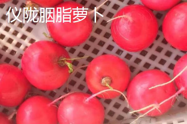 四川仪陇县的特产，胭脂萝卜全国有名