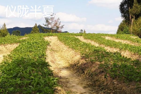 四川仪陇县的特产，胭脂萝卜全国有名