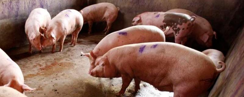 养猪场如何除臭，可调整饲料或物理除臭等