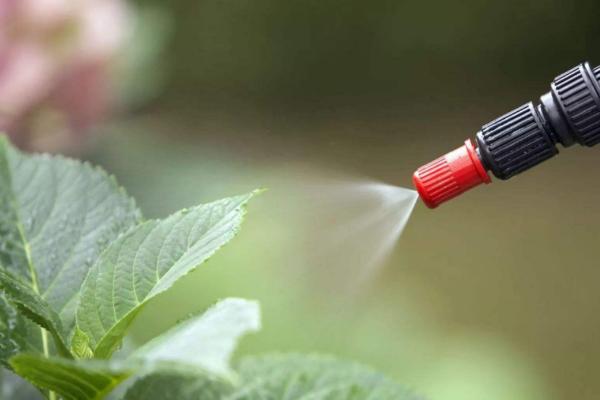 制作无公害土农药的技巧，用小苏打兑水喷雾可防治部分蔬菜病害