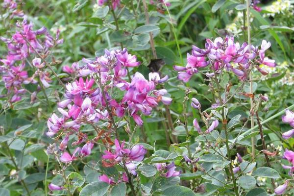 胡枝子什么时候开花，7-8月开花