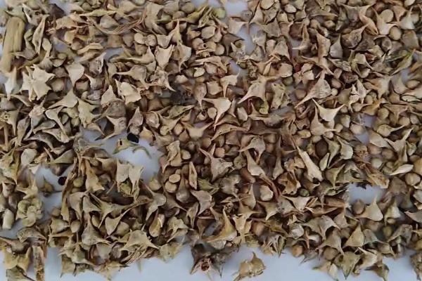 夏天种植菠菜如何处理种子，种植前需逐粒剥切种子果皮