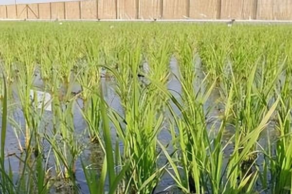 哪种生物群落有海上森林之称，是指红树林