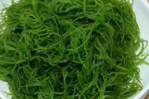 哪种生物群落有海上森林之称，是指红树林