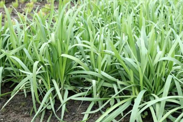 怎么防治韭菜的病虫害，需根据实际情况采取针对性措施