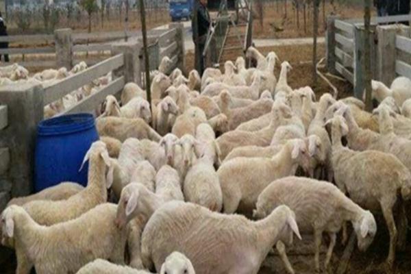 养羊的准备工作，首先肯定要对羊有所了解