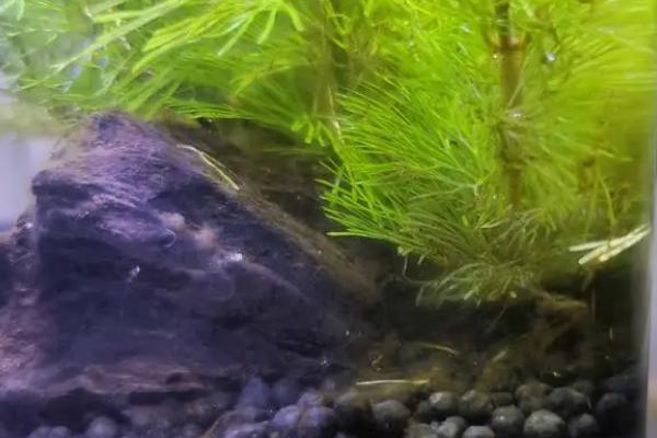 鱼缸老是有褐藻怎么回事，说明水中的氨氮含量比较高