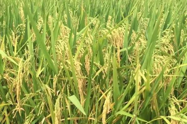 南方水稻和北方水稻的区别，熟制、水稻的品种均不同