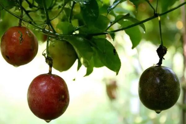 百香果是否四季都能结果，不属于四季水果，结果时间集中在7月上旬、10月下旬