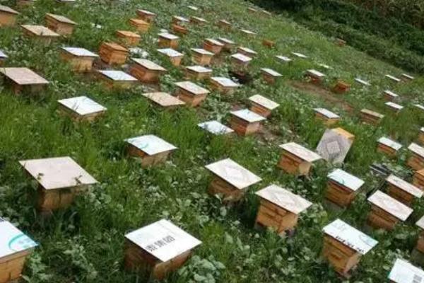 养40箱蜜蜂的年收益，第一年的利润为34000元左右