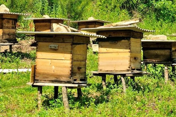 养40箱蜜蜂的年收益，第一年的利润为34000元左右