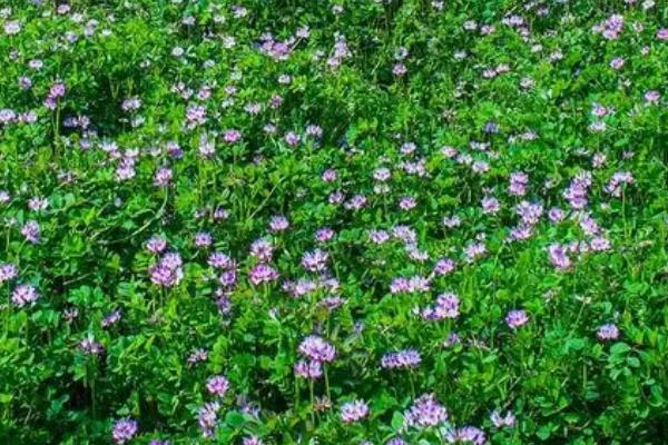 怎么种植紫云英，种子可均匀撒播