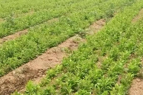白芷的价格，一般在6-11元一斤