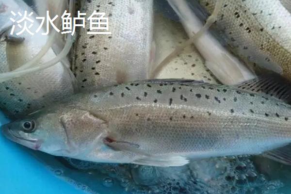 鲈鱼的种类，常见种类有河鲈、海鲈鱼、松江鲈鱼等