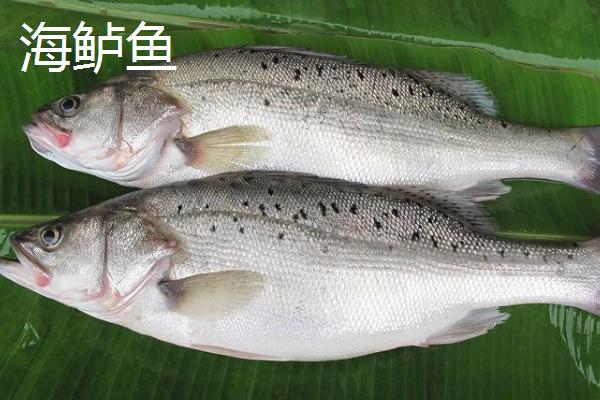 鲈鱼的种类，常见种类有河鲈、海鲈鱼、松江鲈鱼等
