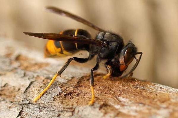 虎头蜂的种类，常见的有中国大虎头蜂、大黄腰虎头蜂等