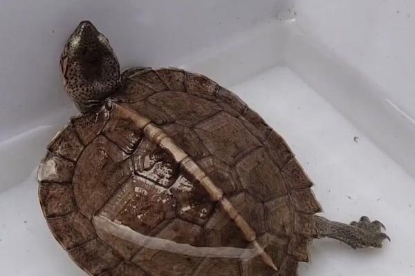 怎么养亚巨龟才能让它快速生长，需保持干净的水质和适宜的温度