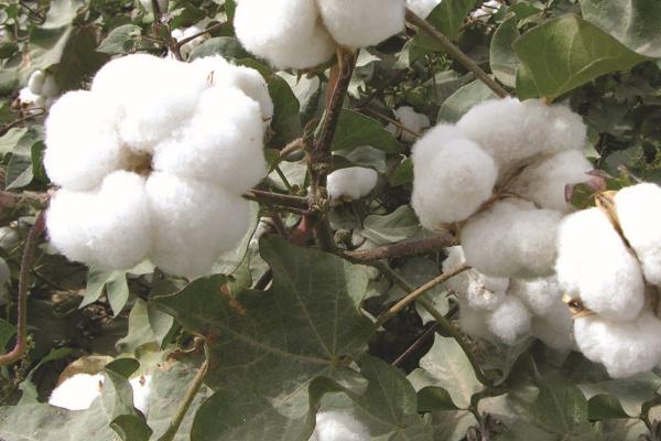棉花常见病虫害及防治方法，不同病虫害的防治方法不同