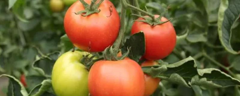大棚西红柿产量低的原因，昼夜温度低或通风不当都会导致